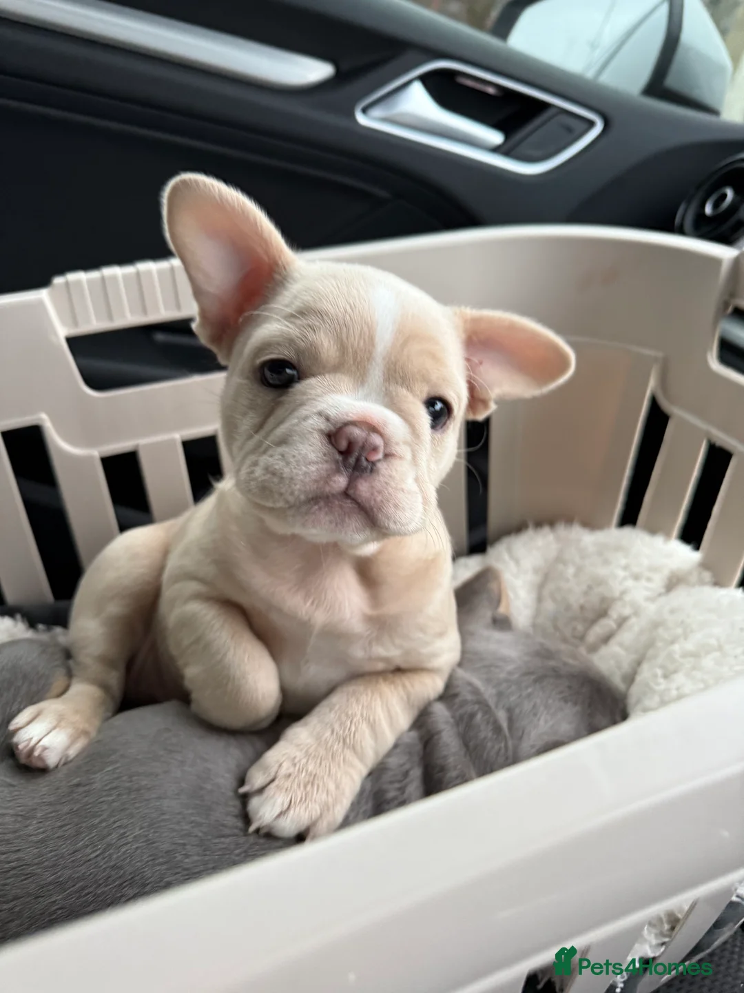 French Bulldog dogs for sale: LAST 1 AVAILABLE - Cream girl ready to leave 🤍 - Advert 1