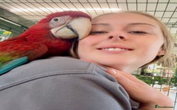 Macaws birds for sale: Baby Green-wing macaws - Image 2