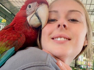 Macaws birds - Advert 1