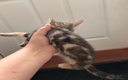 Bengal cats for sale: Beautiful bengal  - Image 14