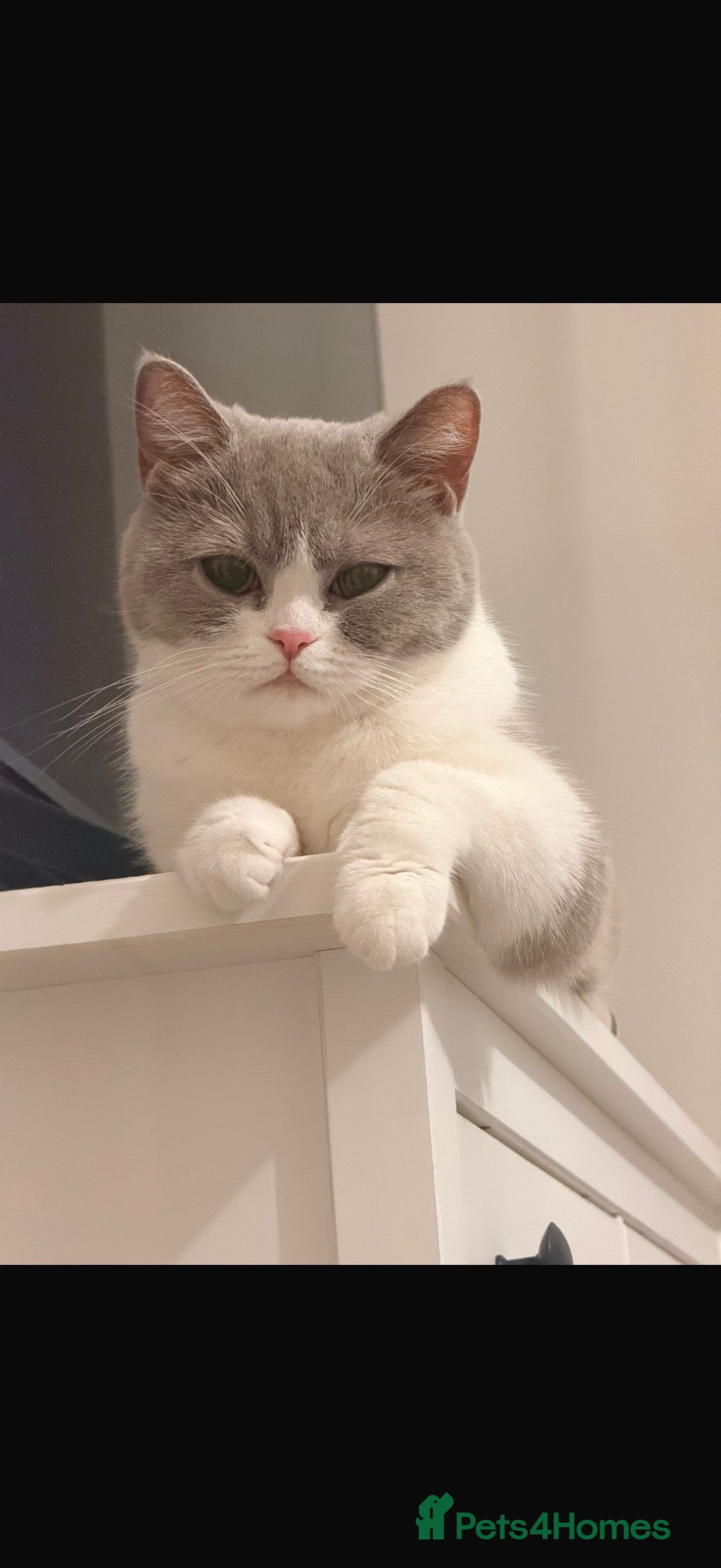 British Shorthair cats 2 British Shorthair Girls Available  - Advert 2