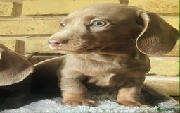 Miniature Dachshund dogs for sale: READY NOW ISABELLA MINIATURE DACHSHUND PUPPIES - Image 2