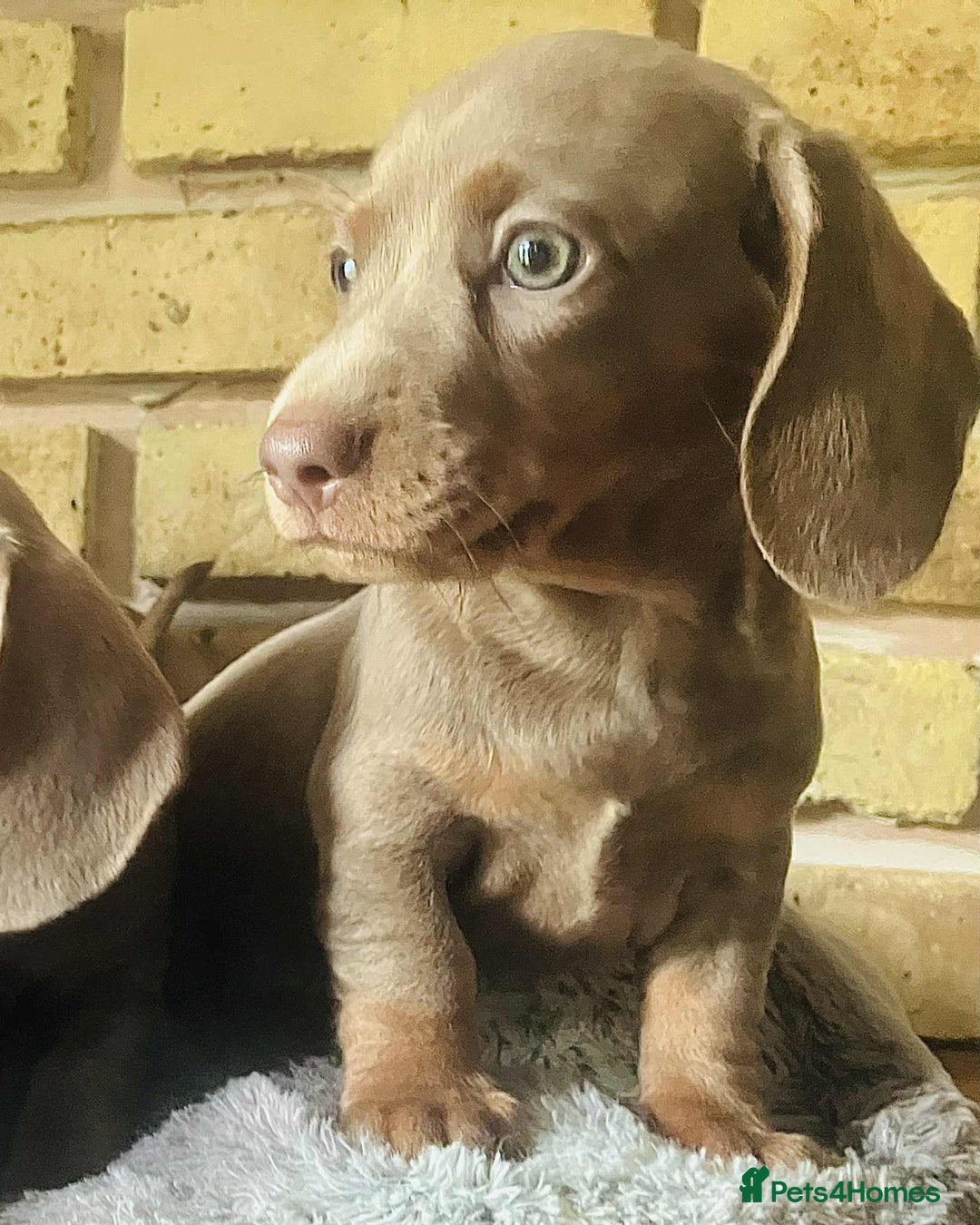 Miniature Dachshund dogs for sale: READY NOW ISABELLA MINIATURE DACHSHUND PUPPIES - Image 2