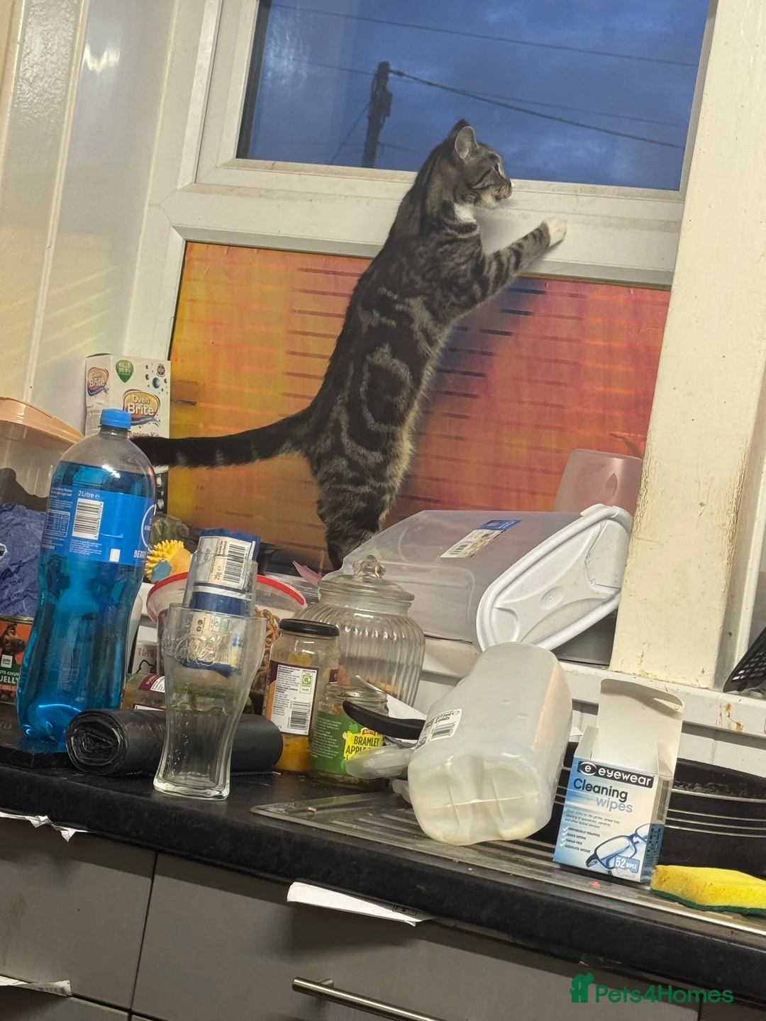 Domestic Shorthair cats for sale: Short haired domestic cat in Chard - Advert 2