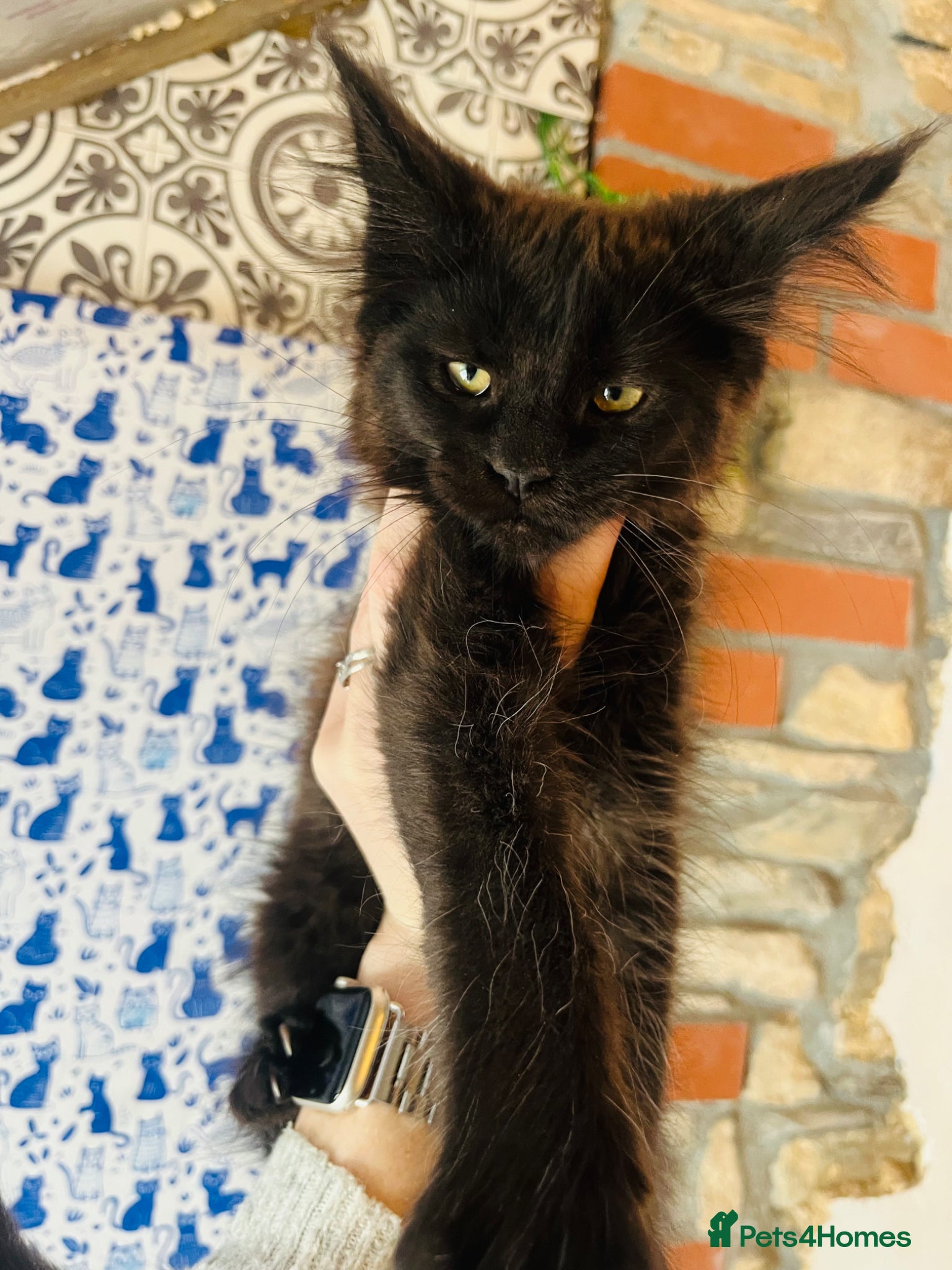 Maine Coon cats Stunning pedigree Maine coon kittens TICA - Advert 1