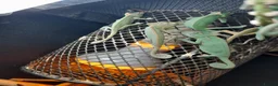 Chameleon reptiles for sale: Baby chameleons in Liverpool - Advert 3