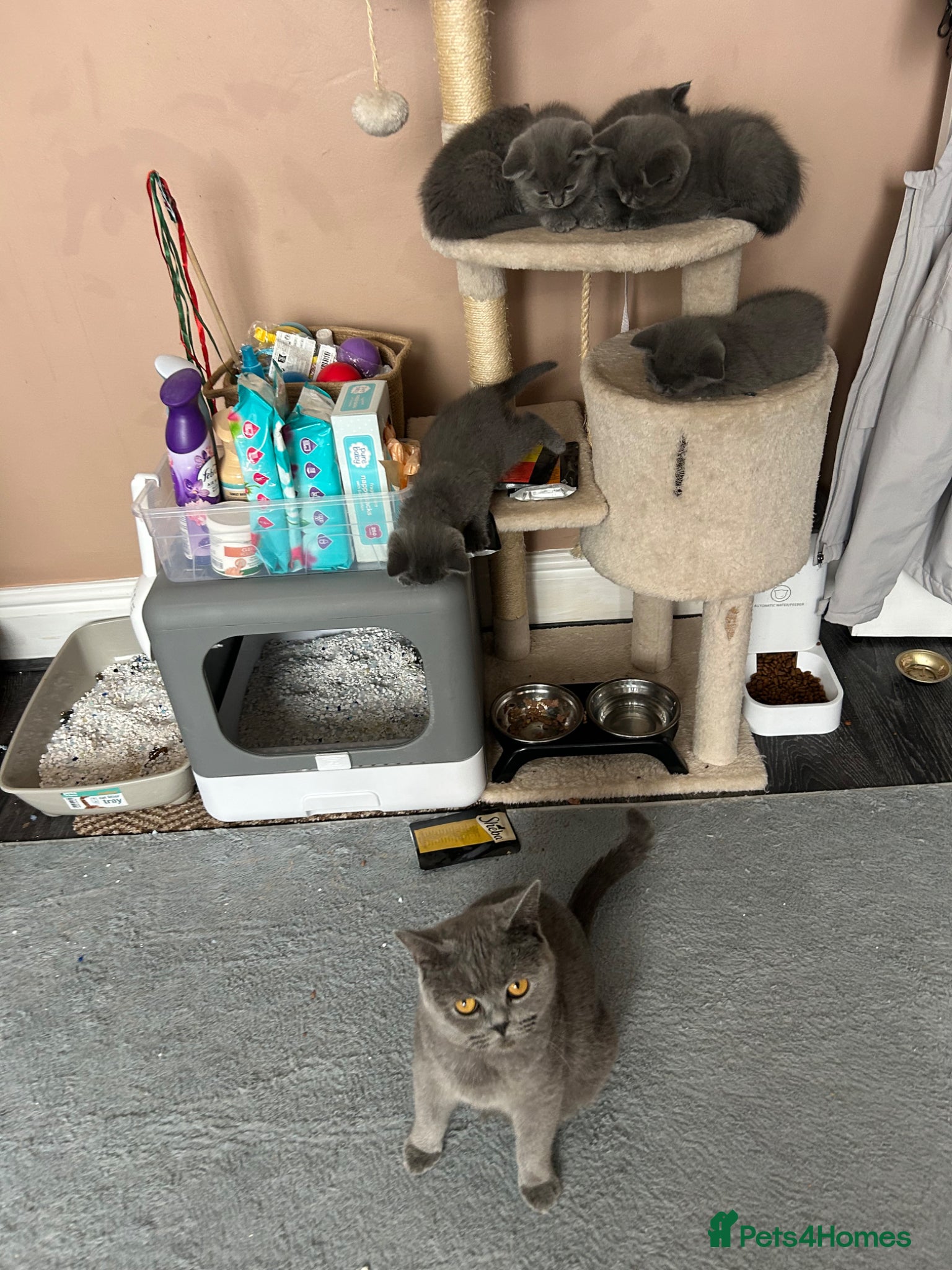 British Shorthair cats British Shorthair  - Advert 9