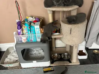 British Shorthair cats British Shorthair - Advert 9