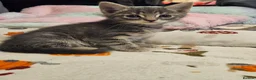 Mixed Breed cats for sale: Beautiful kittens - Advert 3
