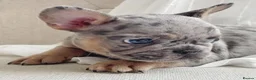 French Bulldog dogs for sale: French Bulldog puppies for sale in Southampton - Advert 2