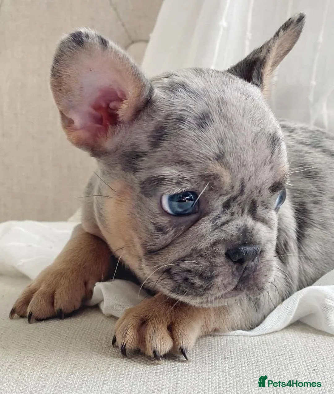 French Bulldog dogs for sale: French Bulldog puppies for sale in Southampton - Advert 2