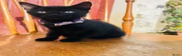 Mixed Breed cats for sale: *READY NOW* 3 Beautiful Black Kittens  - Advert 24