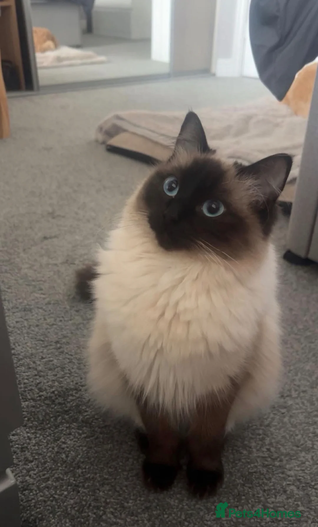 Ragdoll cats for sale: Beautiful Healthy Ragdolls  - Advert 1