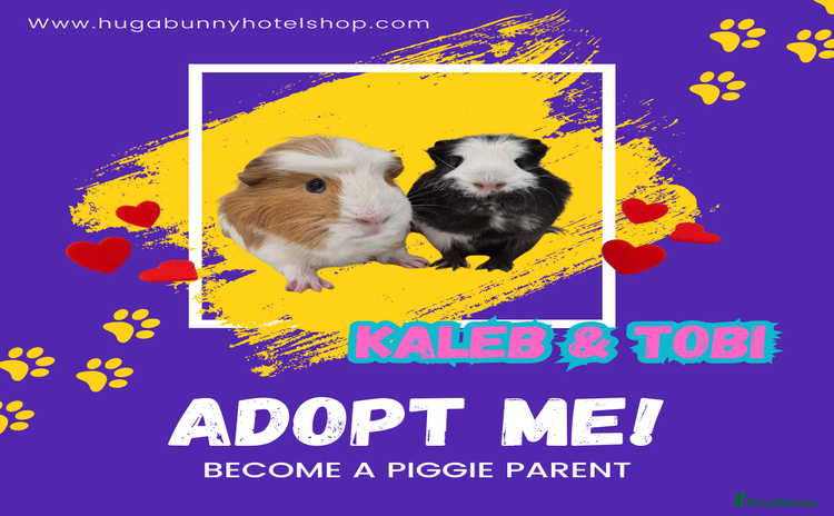 Guinea Pig rodents 2 bonded Brothers  - Advert 1