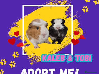 Guinea Pig rodents 2 bonded Brothers - Advert 1