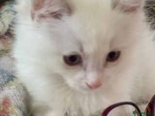 Ragdoll cats - Advert 9