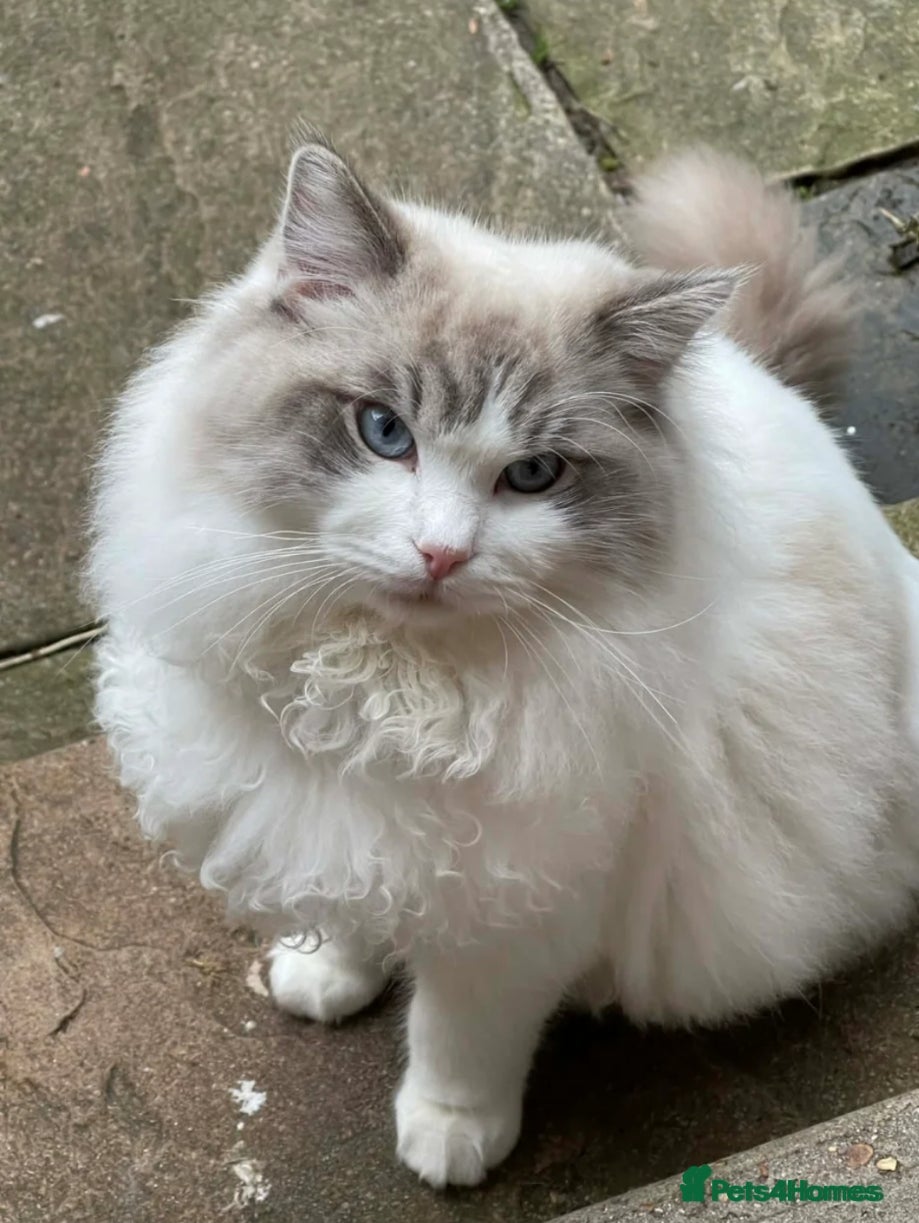 Ragdoll cats Male  - Advert 1