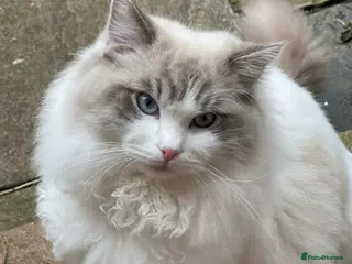 Ragdoll cats Male - Advert 1