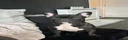 French Bulldog dogs for sale: Bonnie&Roxie - Advert 3