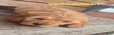 Cockapoo 4 (Yellow)