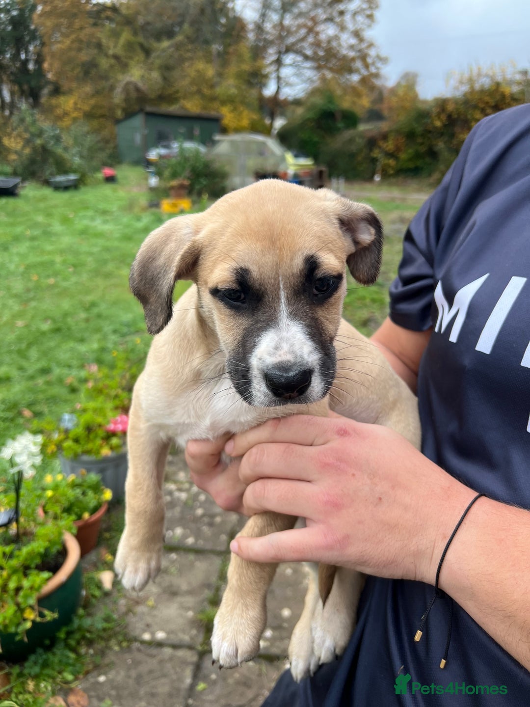 Mixed Breed dogs for sale: Staffy x Australian Kelpie  - Image 23