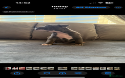 Staffordshire Bull Terrier dogs for sale: Chunky Staffordshire bull terrier puppies for sale - Image 7