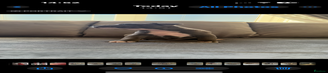 Staffordshire Bull Terrier Puppy 1