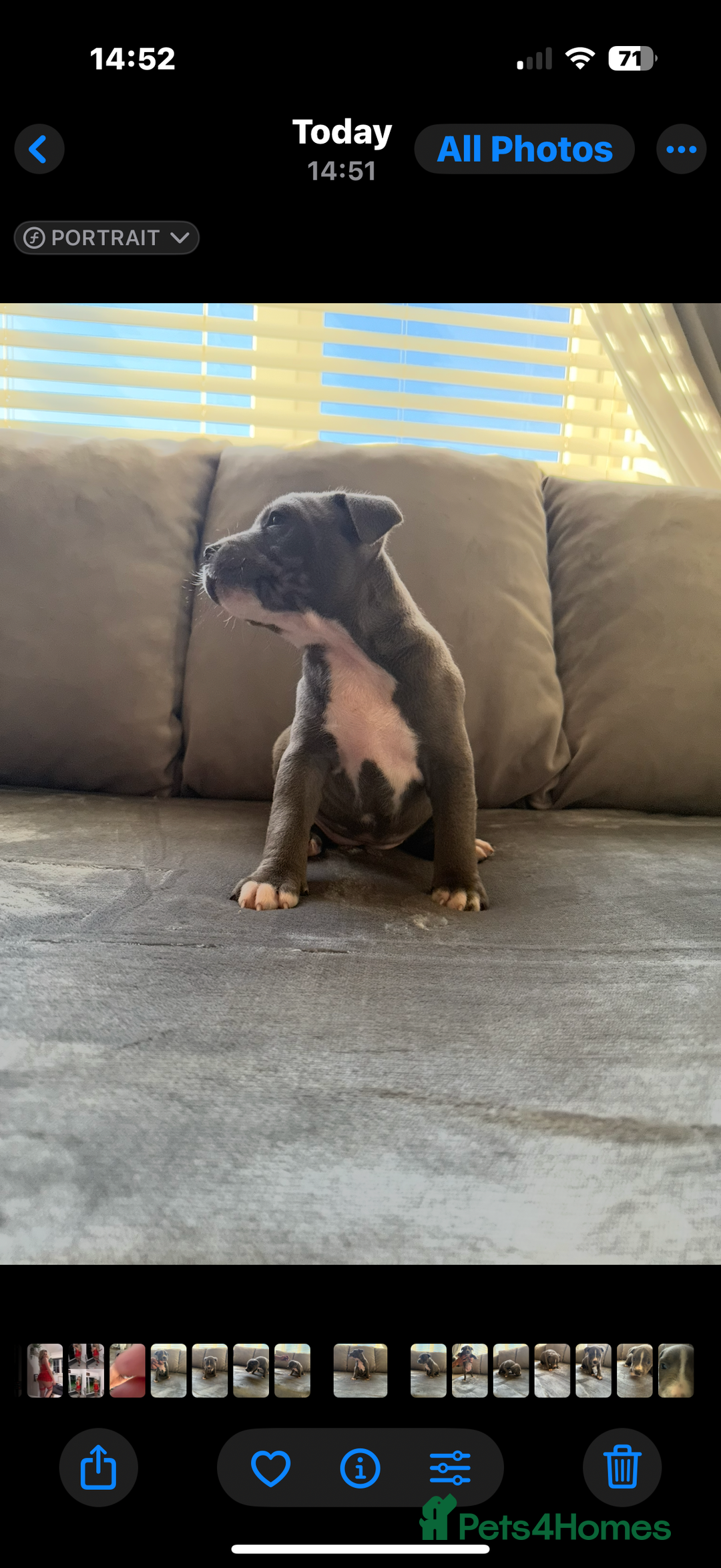 Staffordshire Bull Terrier dogs for sale: Chunky Staffordshire bull terrier puppies for sale - Image 7
