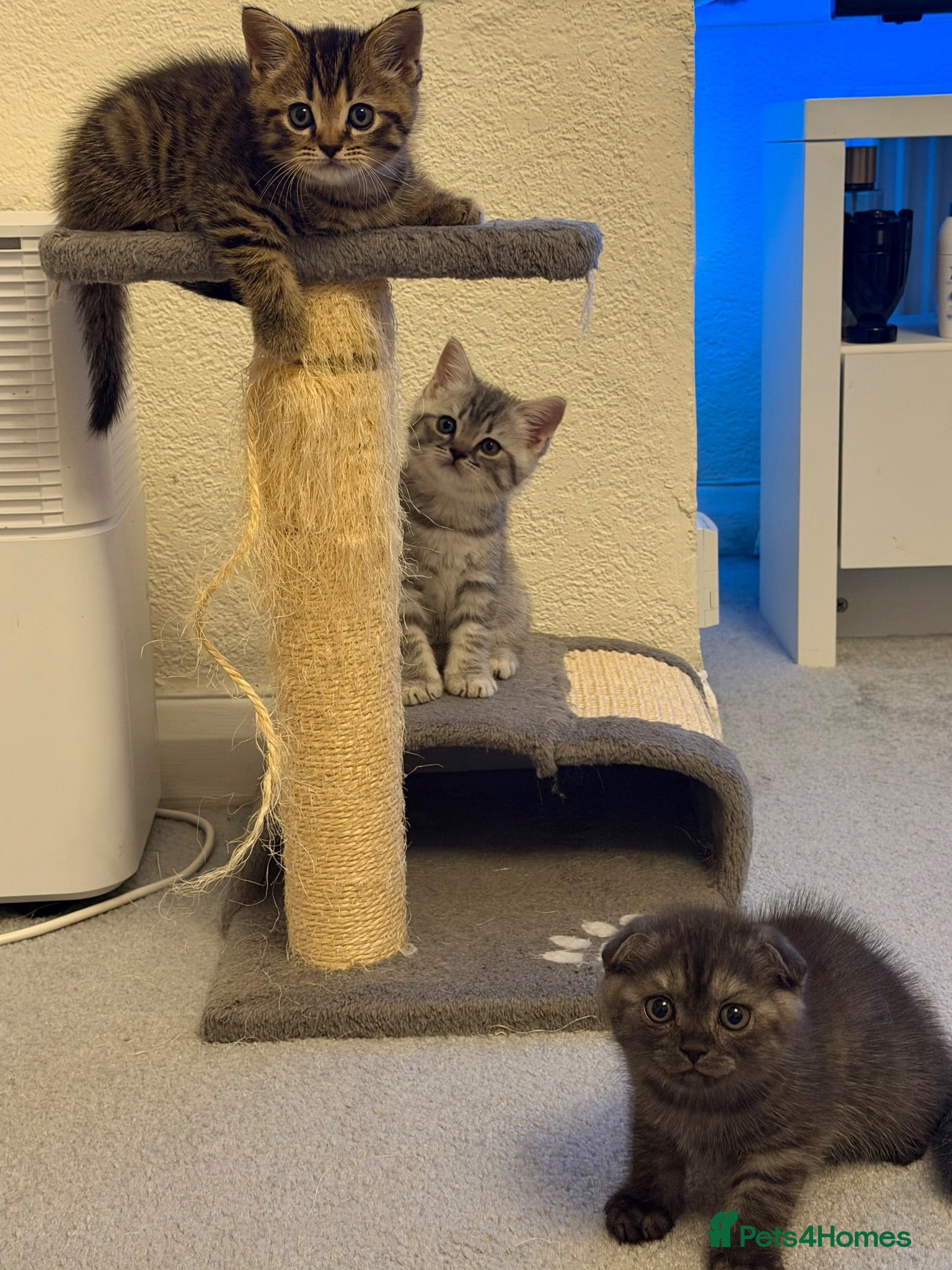 British Shorthair cats 🐾 Adorable British and Scottish fold for sales🐾 - Advert 17