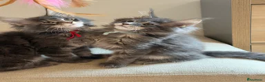 Boy - Aqua (Blue Tabby)