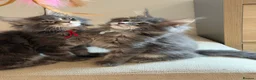 Maine Coon cats for sale: TICCA Registered Mainecoon Kittens  - Advert 9