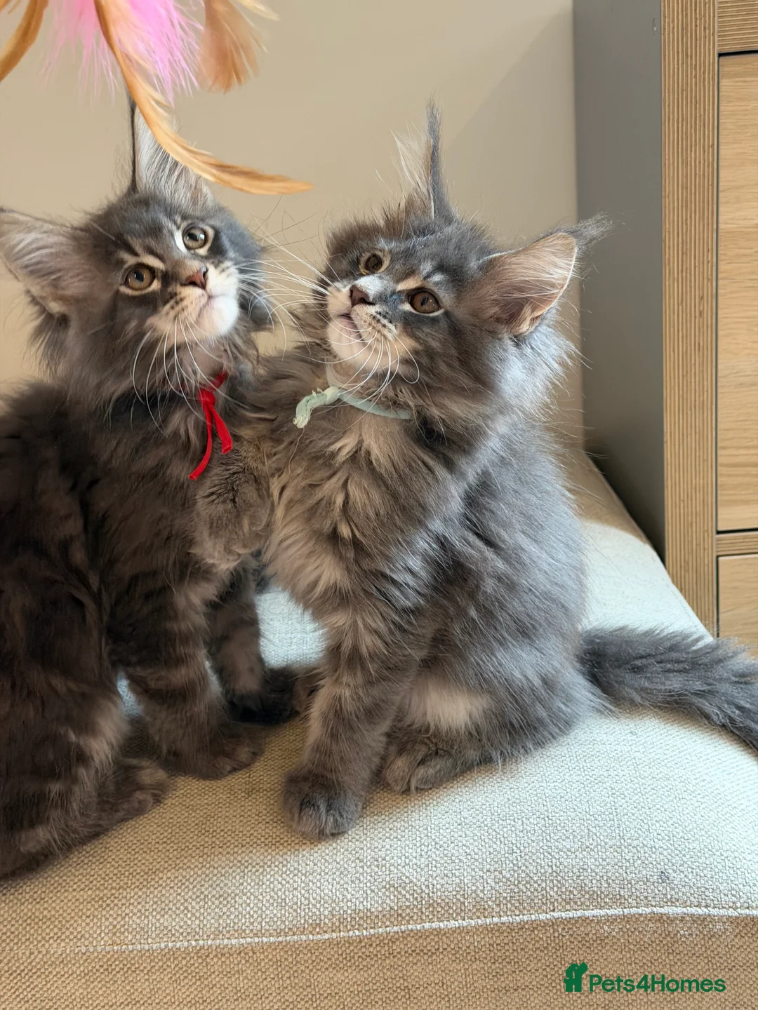 Maine Coon cats for sale: TICCA Registered Mainecoon Kittens (PetOnly) - Advert 14