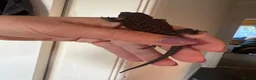 Bearded Dragon reptiles for sale: Hypo/translucent bearded dragon  - Advert 3
