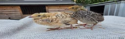 Quail poultry for sale: Coturnix Quail - Advert 6