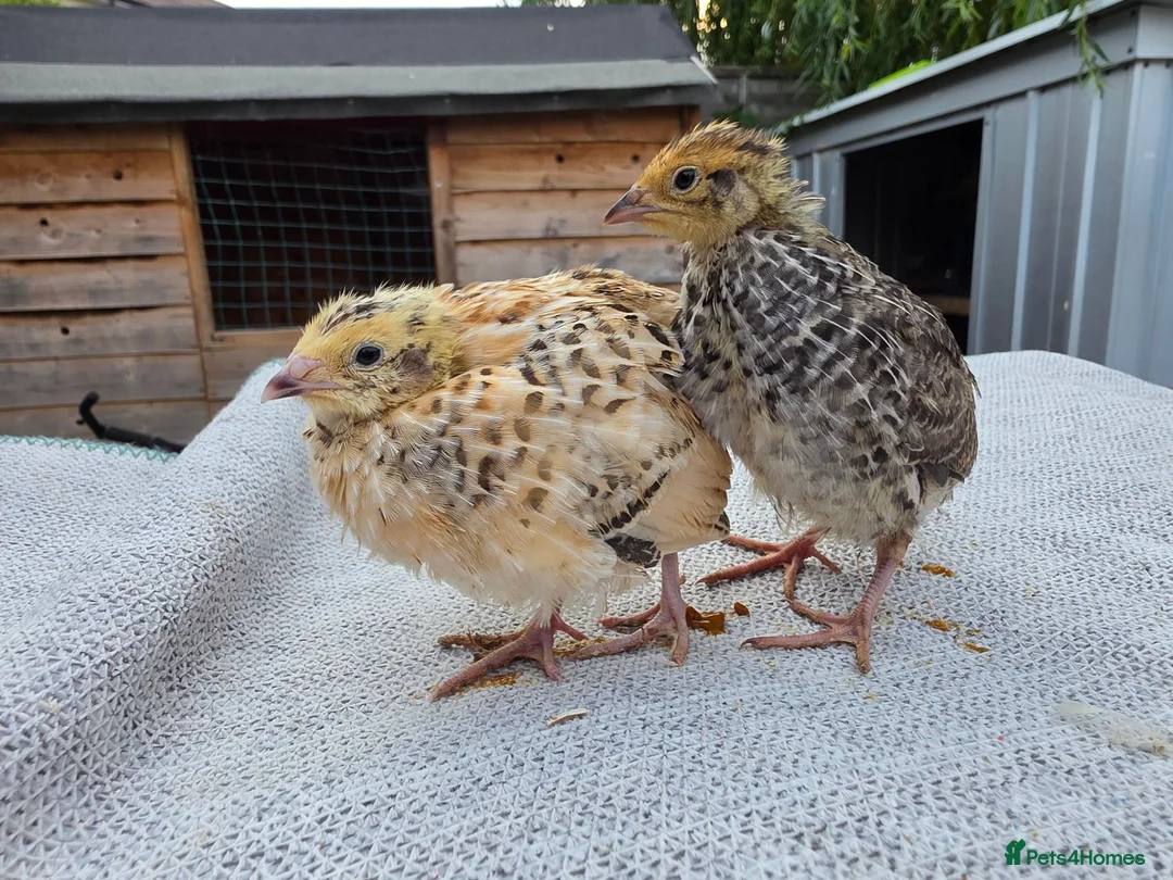 Quail poultry for sale: Coturnix Quail - Advert 6