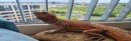 Bearded Dragon reptiles for sale: Bearded dragon  Male - Advert 4