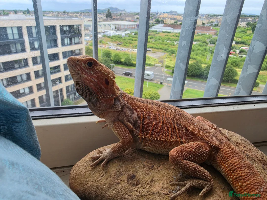 Bearded Dragon reptiles for sale: Bearded dragon  Male - Advert 4