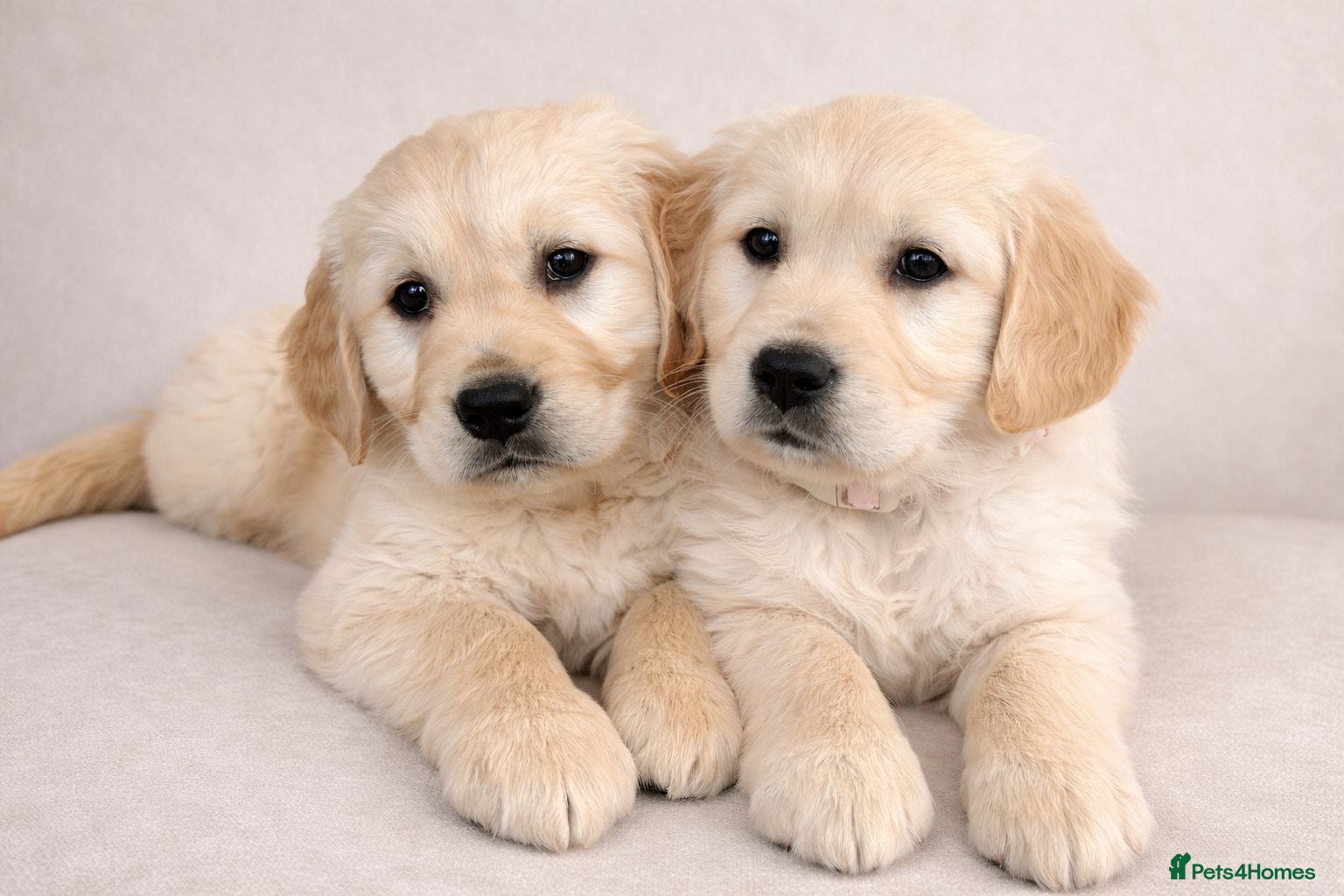 Golden Retriever dogs 8 weeks old Golden retriever puppies - Advert 5