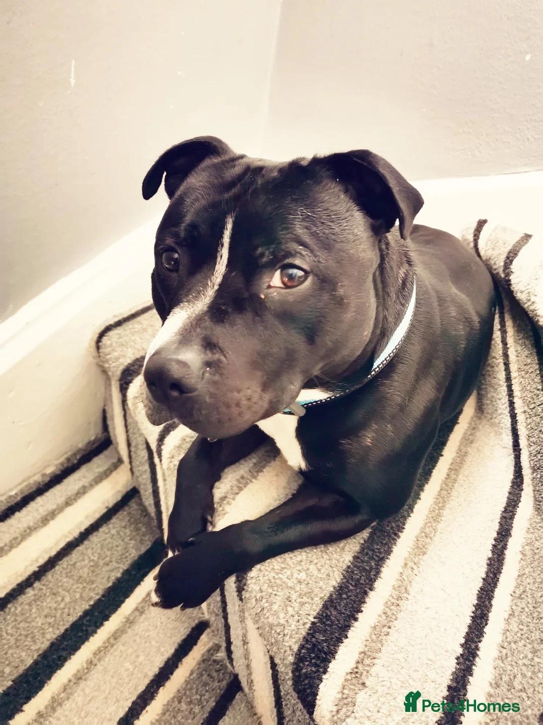 Staffordshire Bull Terrier dogs for sale: Orion Looking For His Forever Home - Advert 4