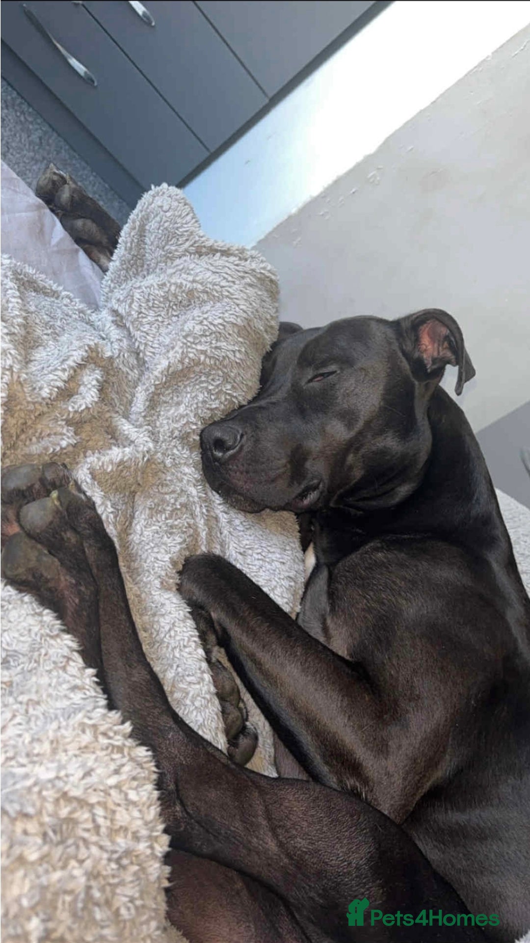 Mixed Breed dogs for sale: Greyhound cross - Image 1