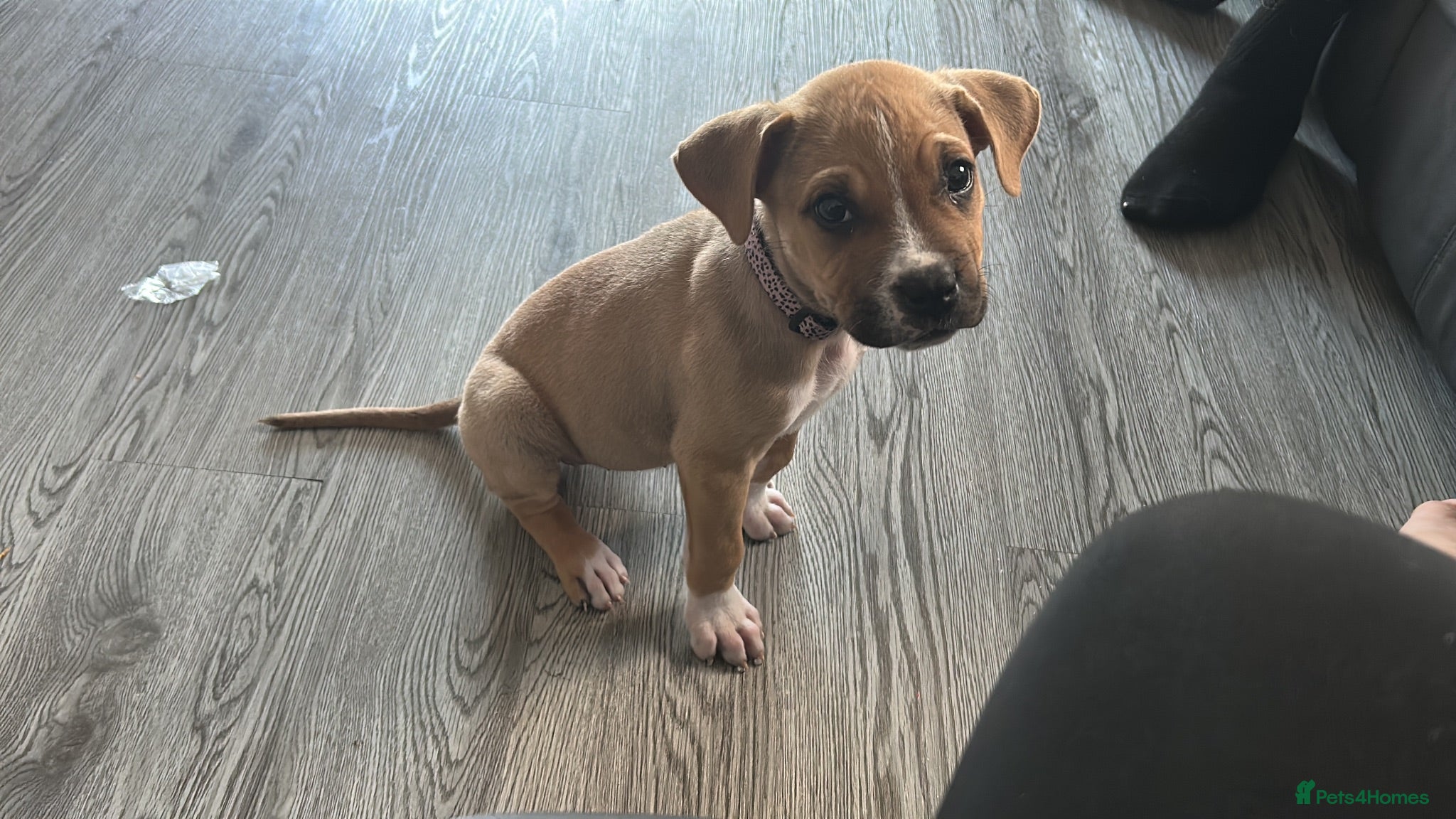 Mixed Breed dogs Beautiful bullmastiff x pup  - Advert 18