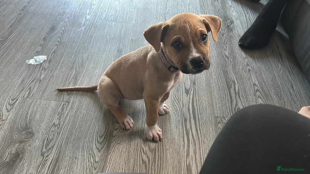 Mixed Breed dogs for sale: Beautiful bullmastiff x pup  - Advert 1