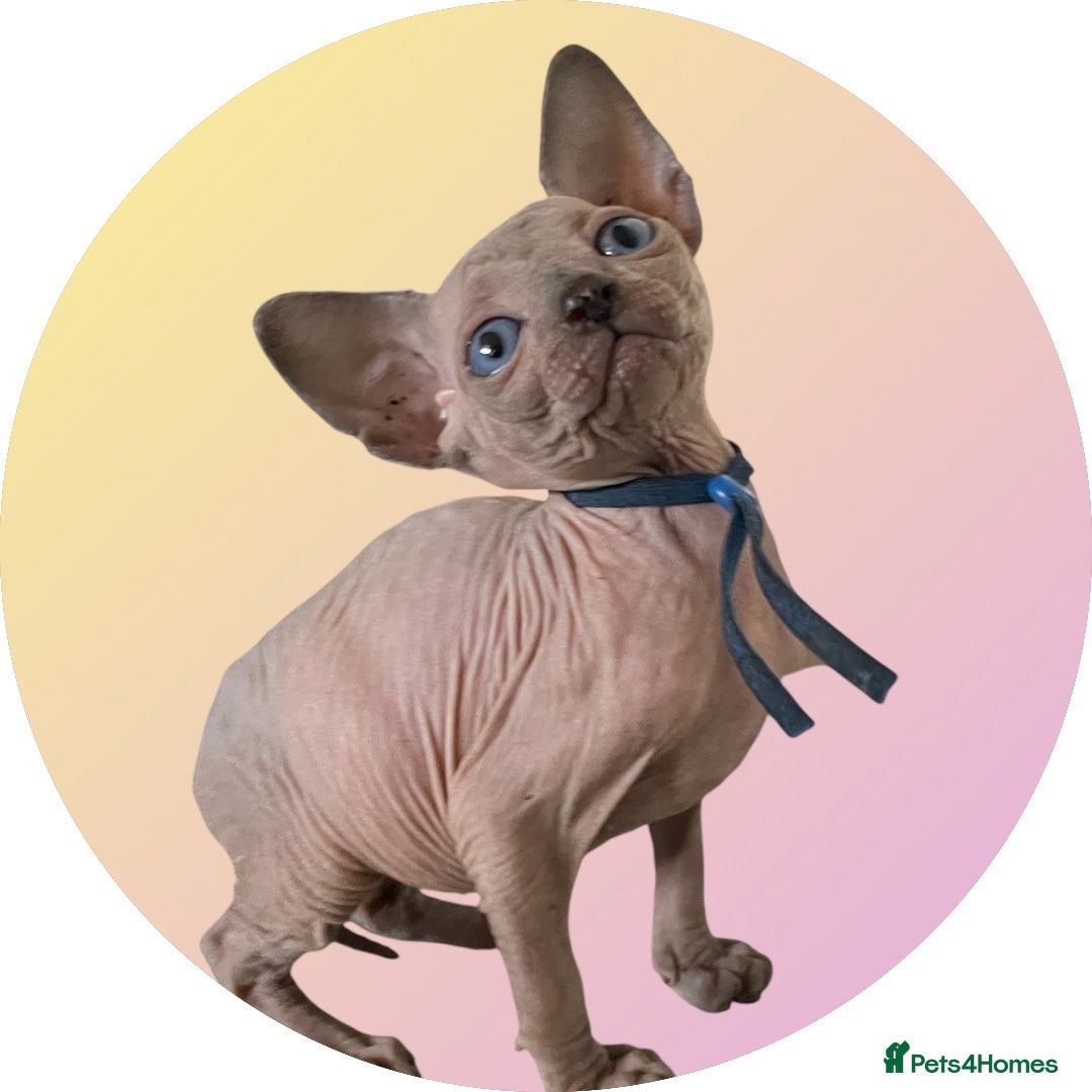Sphynx cats for sale: Pedigree Sphynx kittens Tica Registered - Image 6
