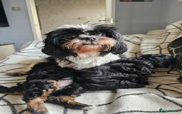 Shihpoo dogs for sale: Lovely small  shipoo - Image 2