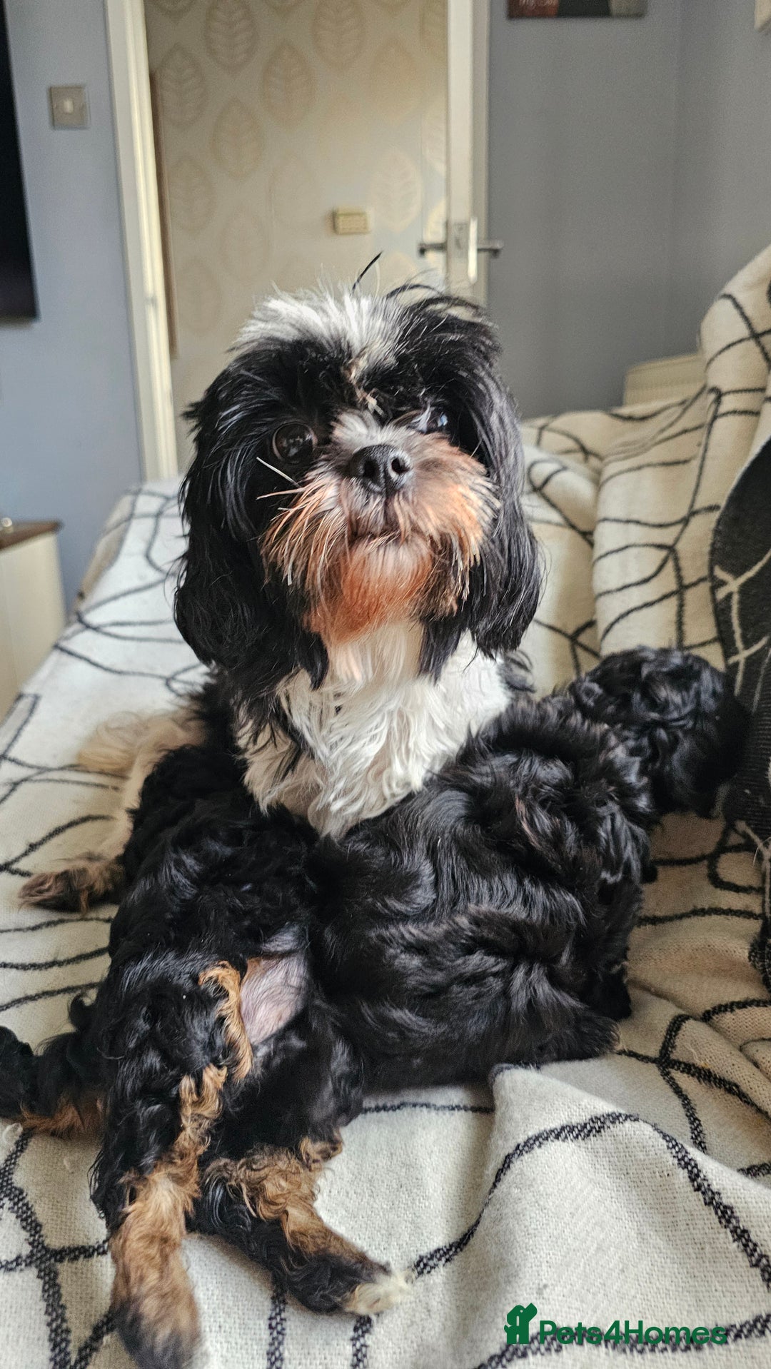 Shihpoo dogs for sale: Lovely small  shipoo - Image 2