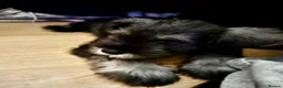 Miniature Schnauzer dogs for sale: Miniature Schnauzer puppies  in Kirkcaldy - Advert 4