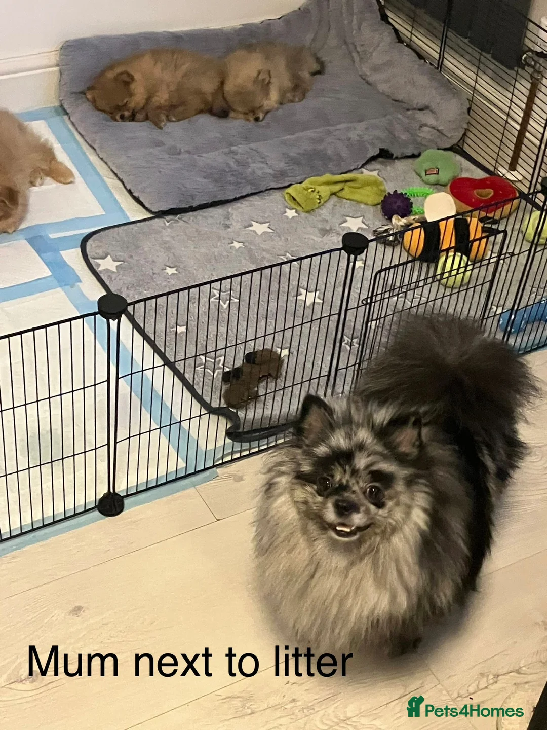 Pomeranian dogs for sale: Outstanding Teddy Bear Line - Champion blood line - Advert 3