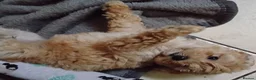 Maltipoo dogs for sale: Maltipoo pups ready now  - Advert 2