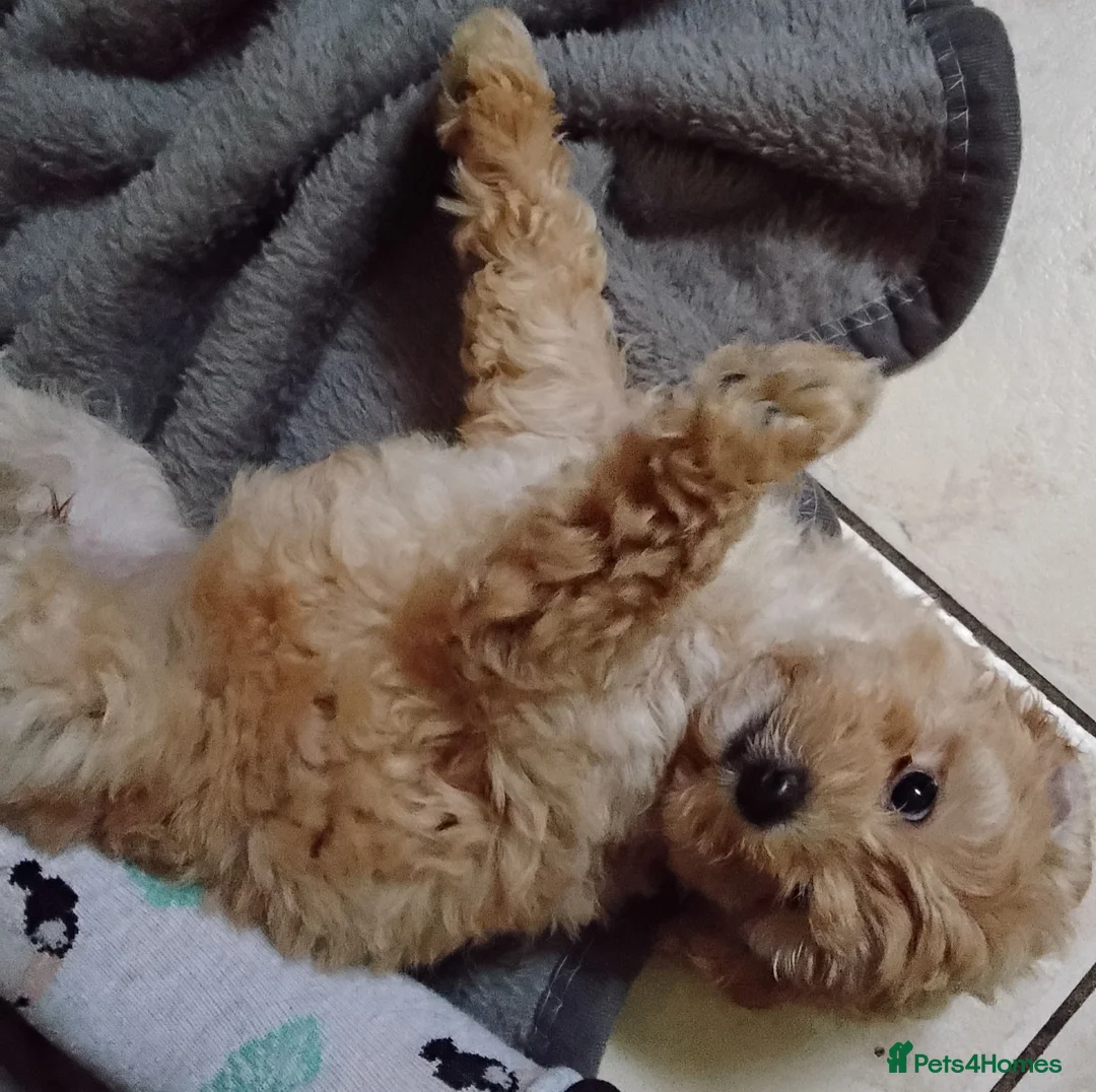 Maltipoo dogs for sale: Maltipoo pups ready now  - Advert 2