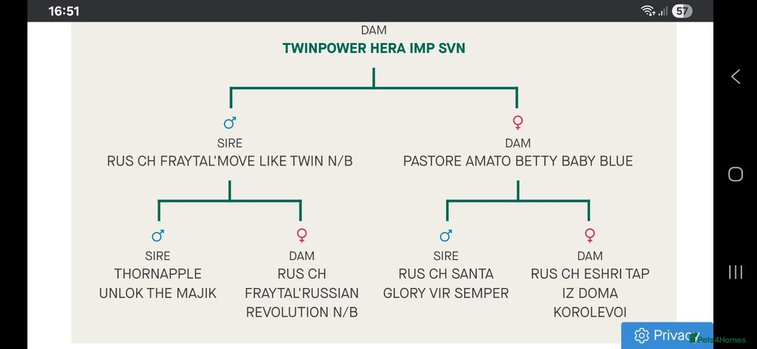 Australian Shepherd dogs for sale: Champion kc registerd pups - Image 21